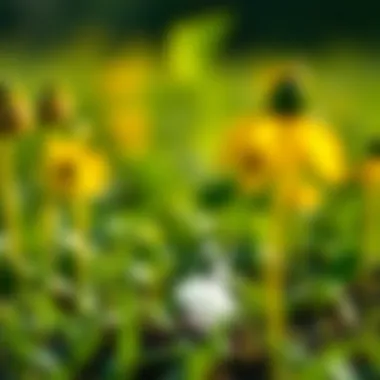 Magnificent Potassium Chloride Fertilizer Application Rate: An In-Depth Analysis