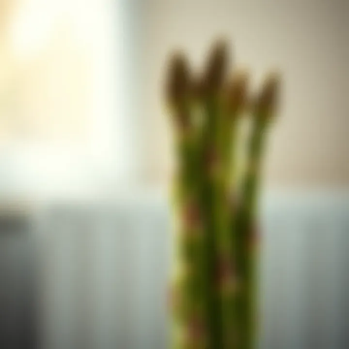 Magnificent Understanding Allergic Reactions to Asparagus