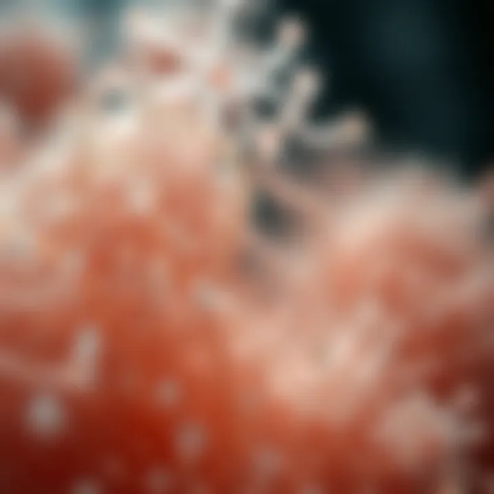 Magnificent Understanding Biofilms: Definitions, Characteristics, and Implications