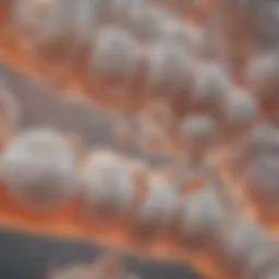 A Comprehensive Exploration of Glucosamine 6 Phosphate Introduction