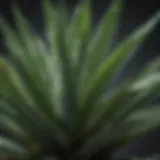 Aloe vera plant with fresh leaves highlighting its medicinal properties