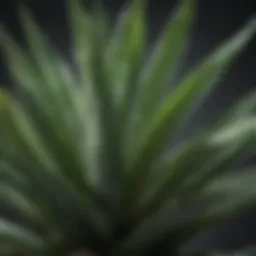 Aloe vera plant with fresh leaves highlighting its medicinal properties