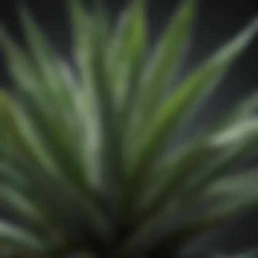 Aloe vera plant with fresh leaves highlighting its medicinal properties