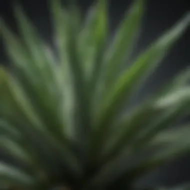 The Medicinal Marvel of Aloe Vera Aloe vera plant with fresh leaves highlighting its medicinal properties