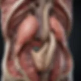 Anatomical diagram of the stomach highlighting the cardia region