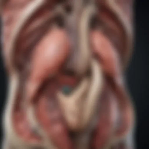 Anatomical diagram of the stomach highlighting the cardia region