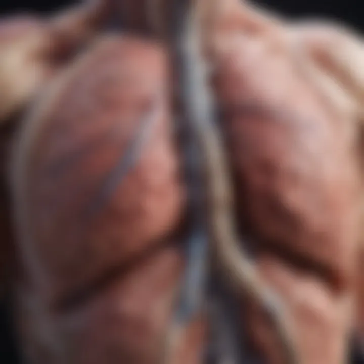 Detailed illustration of lung anatomy highlighting cancerous regions