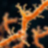 Close-up of Bifidobacterium longum bacterial culture