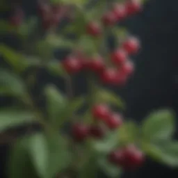 Chasteberry plant with ripe berries