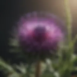 Detailed illustration of the milk thistle plant showcasing its key components.