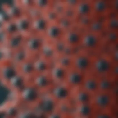 Sepharose beads under a microscope showcasing their unique structure
