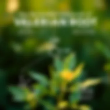 Graphic representation highlighting the key biochemical compounds in valerian root