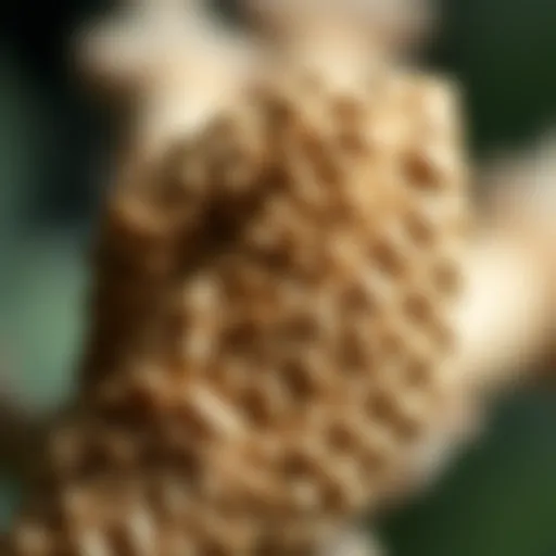 Intricate Texture of Valerian Root Close-up view of valerian root showcasing its intricate texture