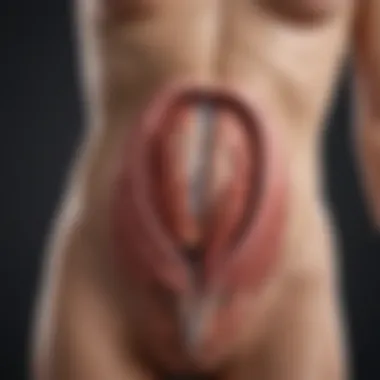 Understanding Bladder Anatomy Schematic representation of bladder anatomy