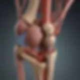 An anatomical illustration of the knee joint highlighting the genicular arteries.