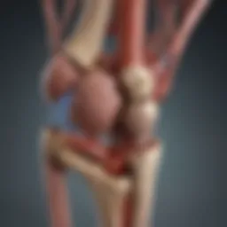 An anatomical illustration of the knee joint highlighting the genicular arteries.