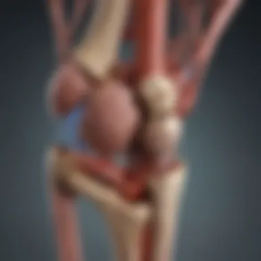 Anatomy of Genicular Arteries An anatomical illustration of the knee joint highlighting the genicular arteries.
