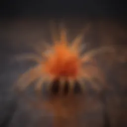 Close-up of cordyceps fungus on a wooden surface