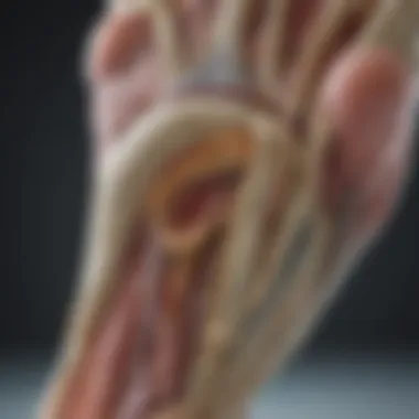 Visual representation of the plantar fascia anatomy