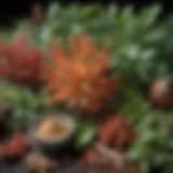 A close-up of various botanical adaptogens including ashwagandha and rhodiola.