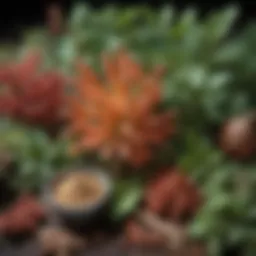A close-up of various botanical adaptogens including ashwagandha and rhodiola.