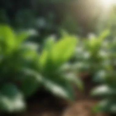 Photosynthesis in Green Plants Green plants thriving under sunlight showcasing photosynthesis