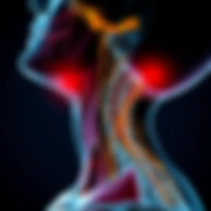 Detailed Anatomy of the Neck Illustration of neck anatomy showing muscles and nerves