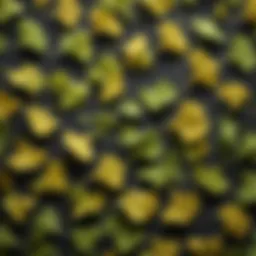 Illustration of Ginkgo Biloba leaves highlighting their unique fan shape