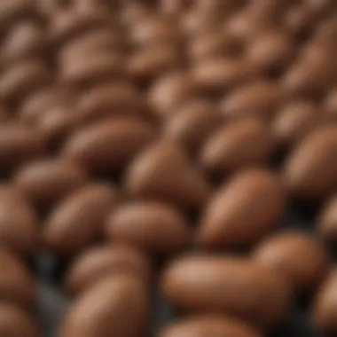 Close-up of Mucuna Pruriens pods showcasing their texture and structure