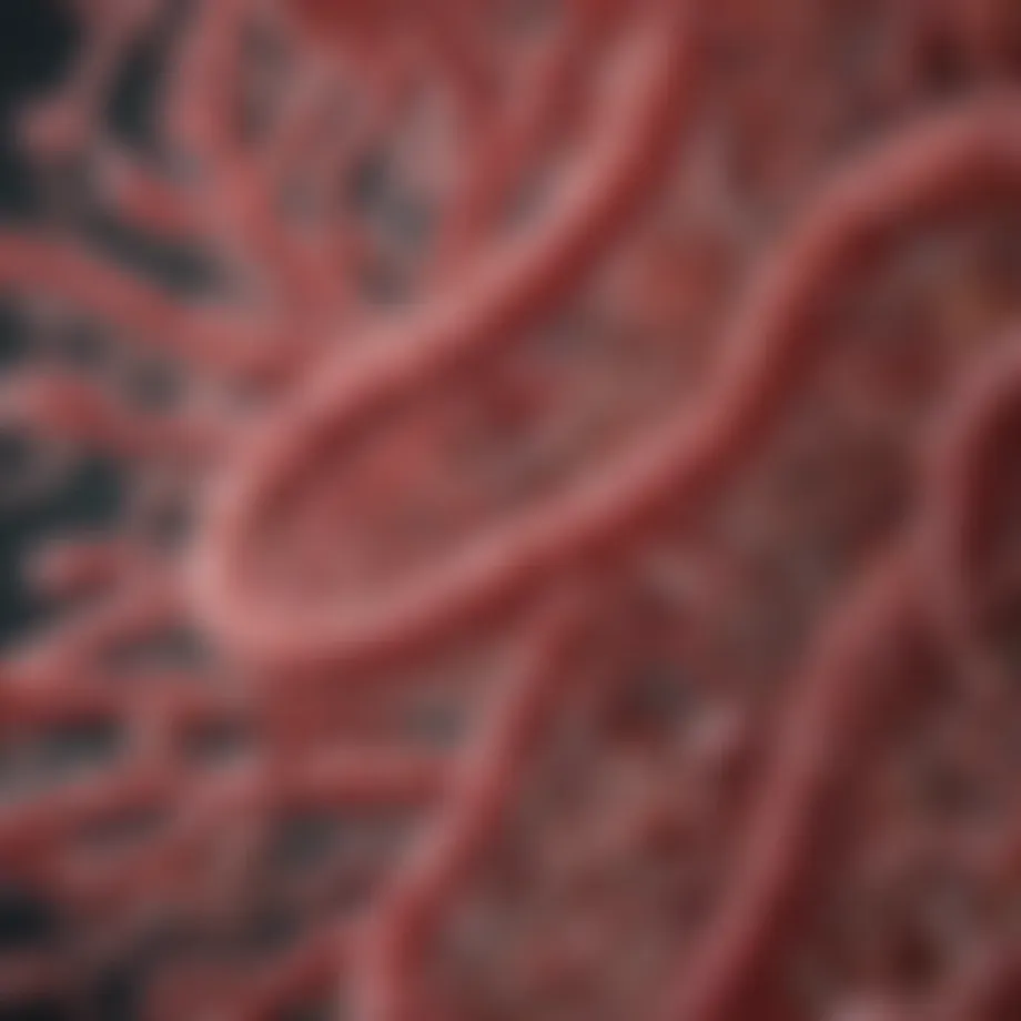 Illustration of Serratia marcescens bacteria