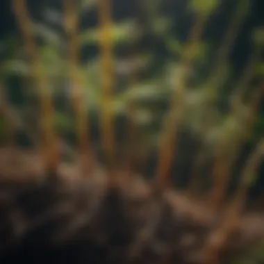 Close-up of a weed's root system