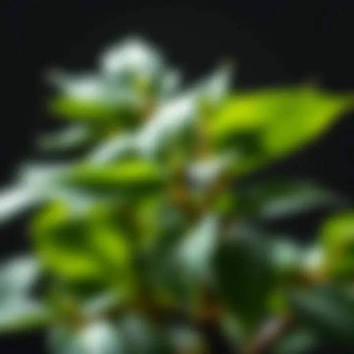 Biochemical Properties of Moringa Leaves Biochemical properties of moringa leaves illustrated