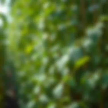 Moringa Cultivation and Environmental Sustainability Environmental impact of moringa cultivation on sustainability