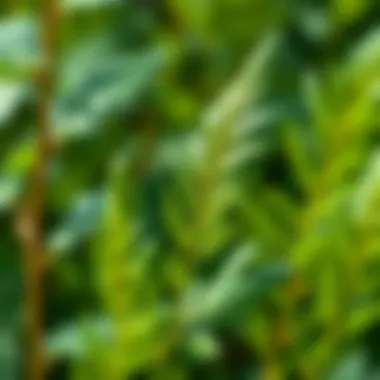 Health Benefits of Moringa Leaves Research findings on the health benefits associated with moringa leaves