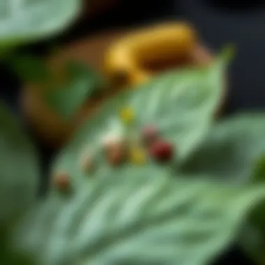 Nutritional Profile of Moringa Leaves Nutritional profile of moringa leaves showcasing vitamins and minerals