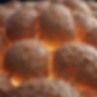 Cellular Structure of Brown Adipose Tissue The cellular structure of brown adipose tissue illustrating thermogenic properties