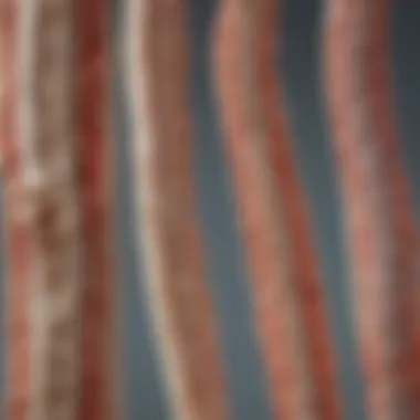 Infographic depicting various types of spinal cord lesions and their causes