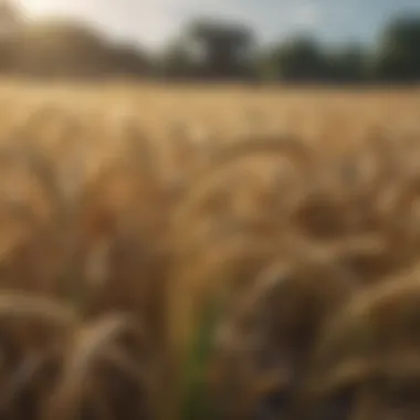 Historical Cultivation of Barley Historical depiction of barley cultivation in ancient agricultural practices.