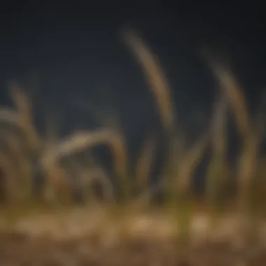 Modern Applications of Sprouted Barley Modern applications of sprouted barley in health foods and supplements.