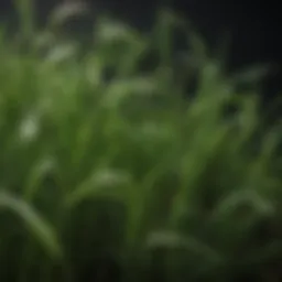 Sprouted barley grains showcasing their vibrant green shoots.