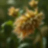 Hemp fibre showcasing its natural texture and strength