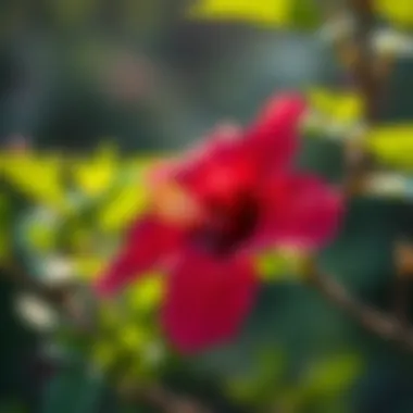 Scientific illustration of hibiscus effects on blood pressure