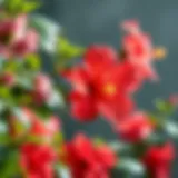 Hibiscus Flowers and Their Health Properties Vibrant hibiscus flowers symbolizing health benefits