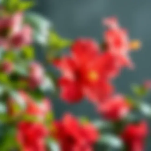 Hibiscus Flowers and Their Health Properties Vibrant hibiscus flowers symbolizing health benefits