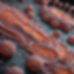 Visualization of cellular structures through histology software