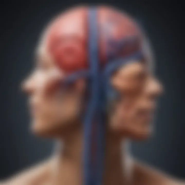 Diagram illustrating the autonomic nervous system's components and their relationship with heart rate variability.