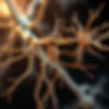 Human Dorsal Root Ganglion Neurons: Insights into Structure and Function Introduction