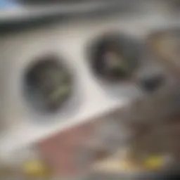 Visual representation of the Epimedium plant, highlighting its unique leaves and flowers.