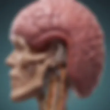 Imaging Features of Intraventricular Meningioma Diagnostic imaging scan showcasing the characteristics of intraventricular meningioma.