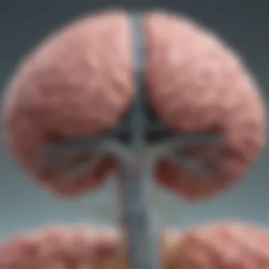 Brain Stem Anatomy Diagram illustrating the brain stem anatomy and associated structures